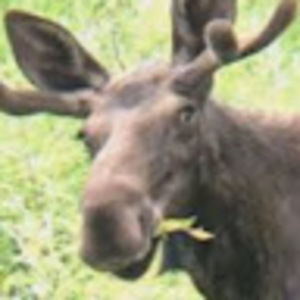 Meet your Posher, Delores